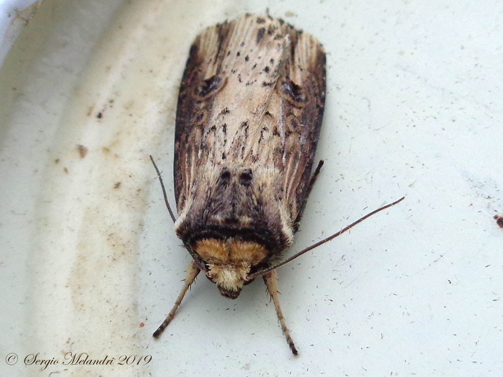 ID Noctuidae - Axylia putris